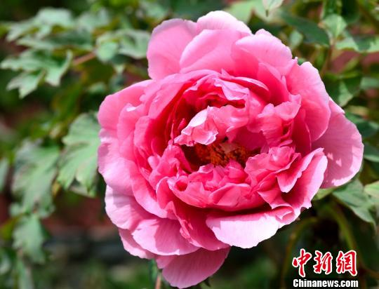 六和彩图库资料大全{