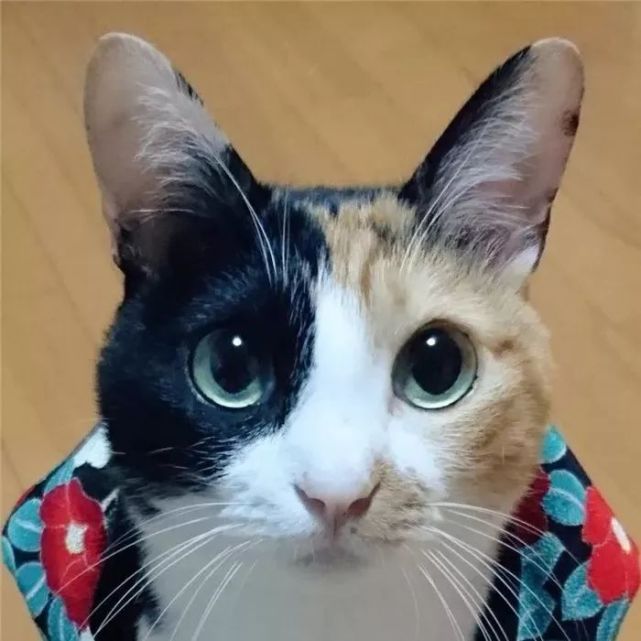 两张脸的猫咪，神秘与魅力的独特展现两张脸的猫咪图片{